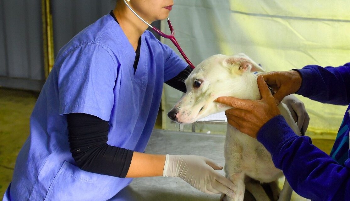 Sarandi vai castrar mais de 400 cães e gatos no final de semana