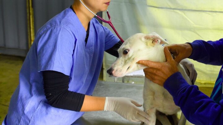 Sarandi vai castrar mais de 400 cães e gatos no final de semana