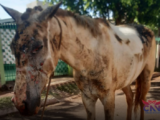 cavalo queimado em Sarandi