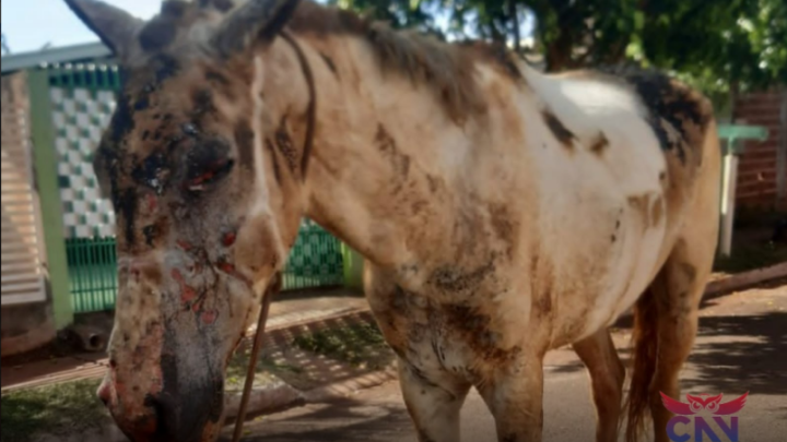 Polícia investiga caso de cavalo queimado em Sarandi