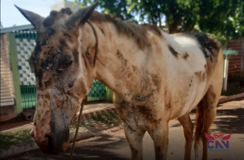 Polícia investiga caso de cavalo queimado em Sarandi