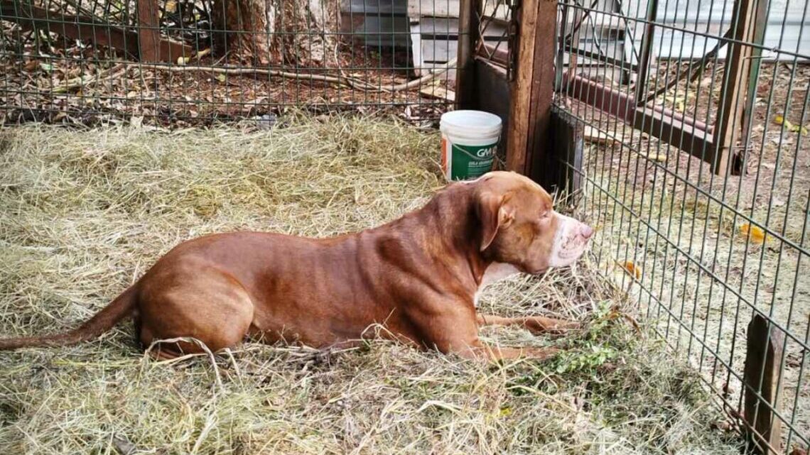 Pitbull valentão de Sarandi é apreendido e os proprietários são multados