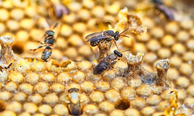 Projeto que reintroduz abelhas na natureza, Poliniza Paraná completa um ano