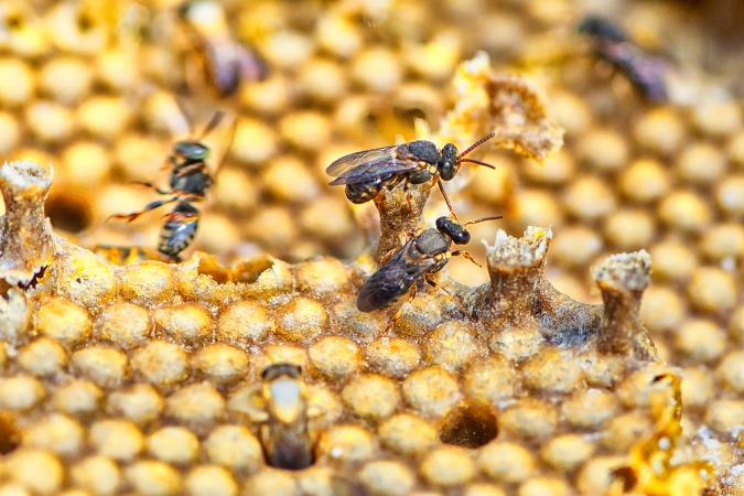 Projeto que reintroduz abelhas na natureza, Poliniza Paraná completa um ano