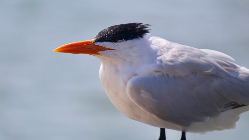 Infecção pela gripe aviária em aves silvestres não altera status sanitário do Paraná, diz Adapar