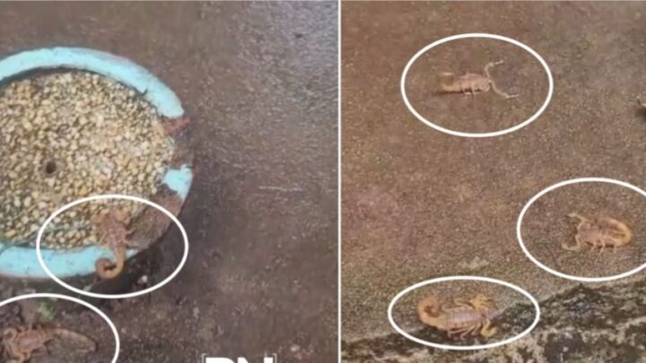 Invasão de escorpiões no cemitério de Paranavaí é descoberta após temporal