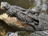 Morre Cassius, maior crocodilo do mundo Foto: Internet