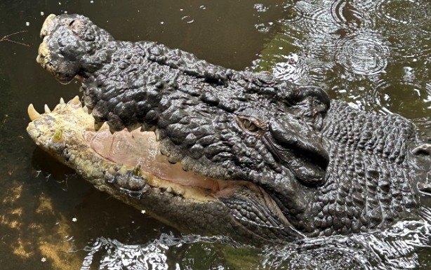 Maior crocodilo do mundo morre aos 110 anos e pesando uma tonelada