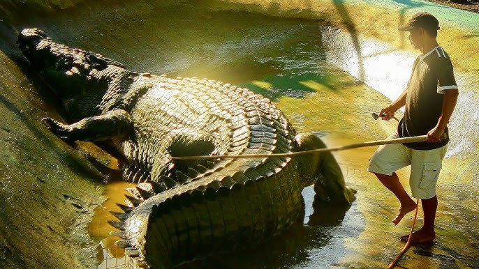 Maior crocodilo do mundo, Cassius morre aos 110 anos